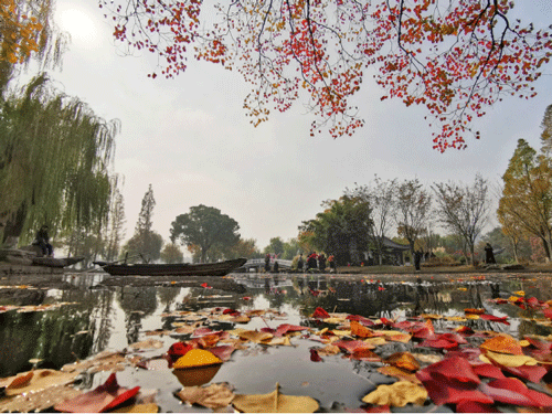 秋波染叶弄清影（摄影）