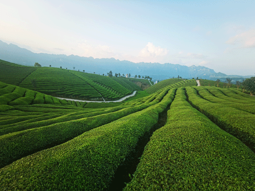 青霭浮香（摄影）