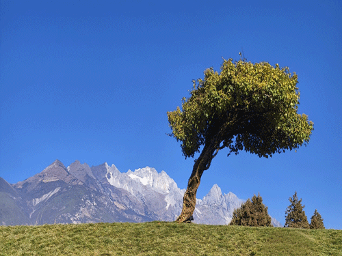 《孤树向阳生》（摄影作品）
