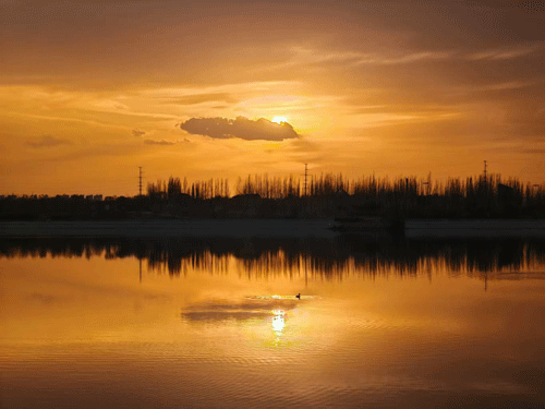 孤凫衔晖（摄影）